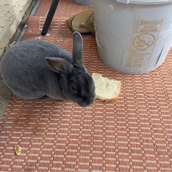 🐰🐈‍⬛🥬🪴Pets eatting + playing 
June 2022 from Arizona Update 2025🥳💝 - Picture 13 of 13